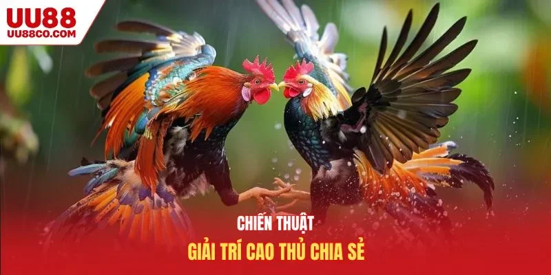 Chiến thuật giải trí cao thủ chia sẻ