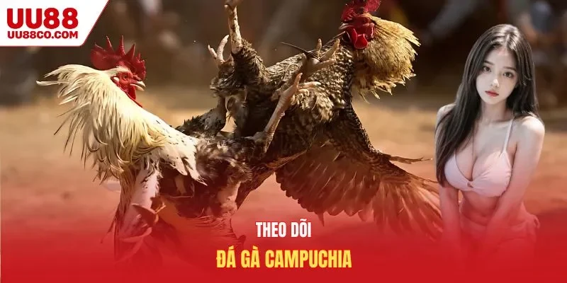 Đá gà campuchia đang được đông đảo game thủ quan tâm