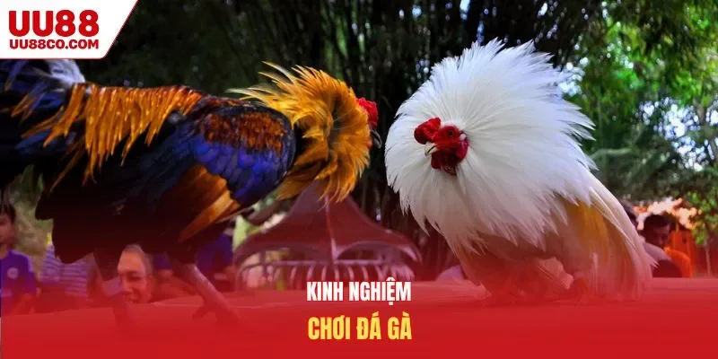 Kinh nghiệm chơi đá gà tại UU88
